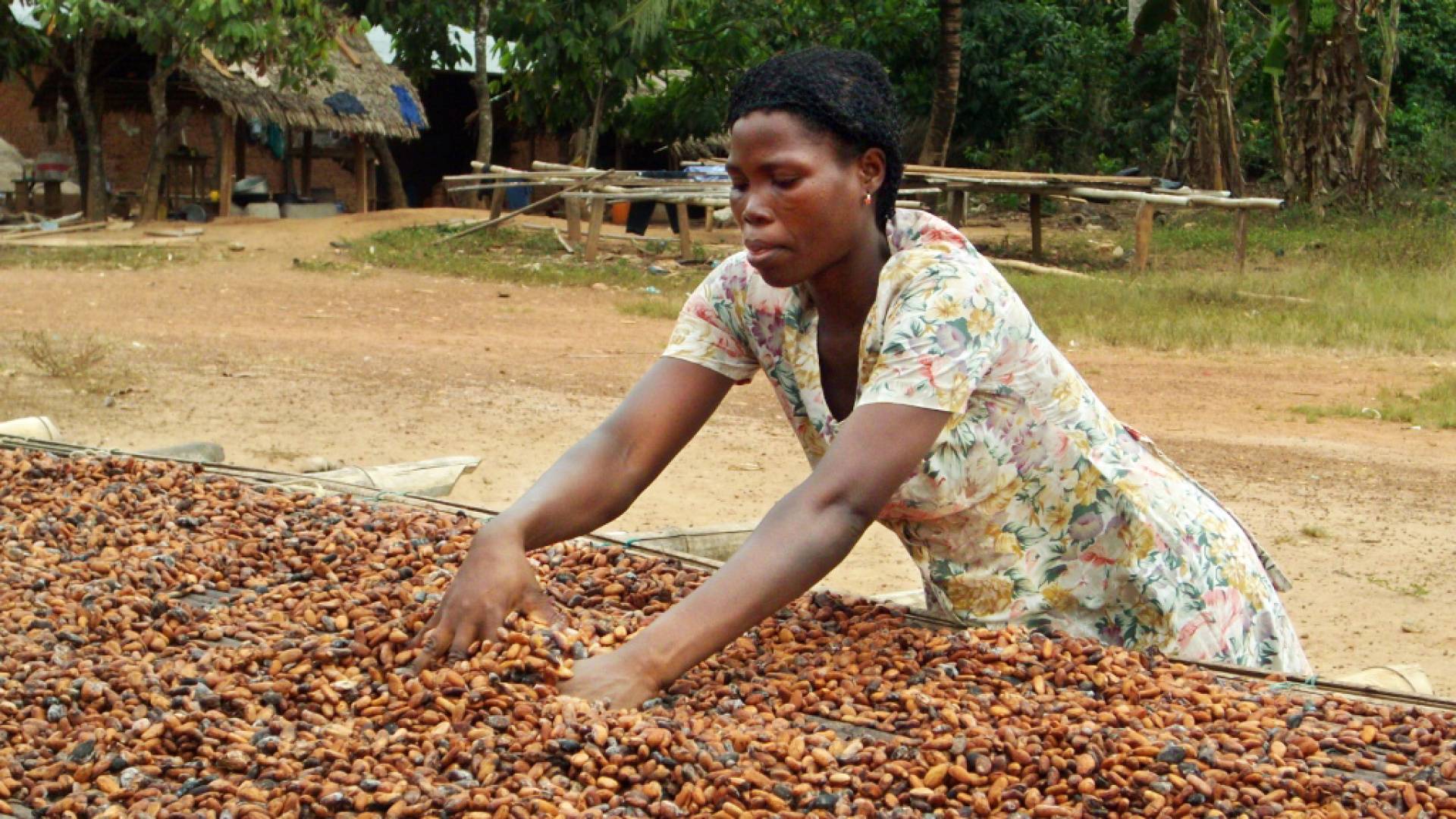 Frau auf Kakaoplantage